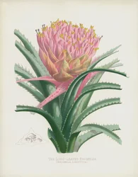 Die Langblättrige Bromelie, Bromelia Longifolia